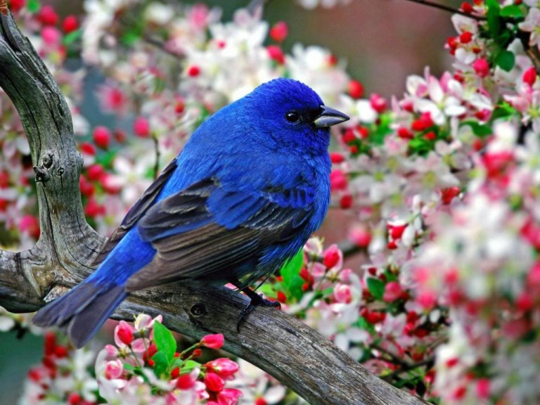 Bird watching in Hua Hin