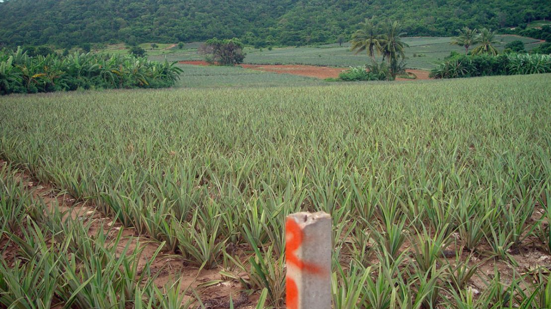 Land for Sale in Pranburi Wang Pong